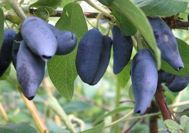 Varieties of self-pollinated honeysuckle: pollinators, at what distance to plant