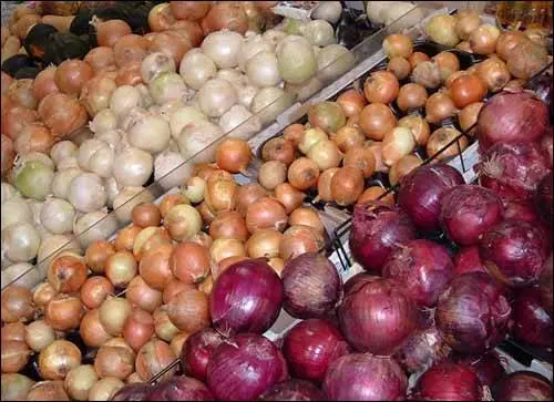 Varieties of sevka before winter