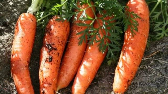 Varieties of small carrots