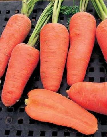 Varieties of small carrots