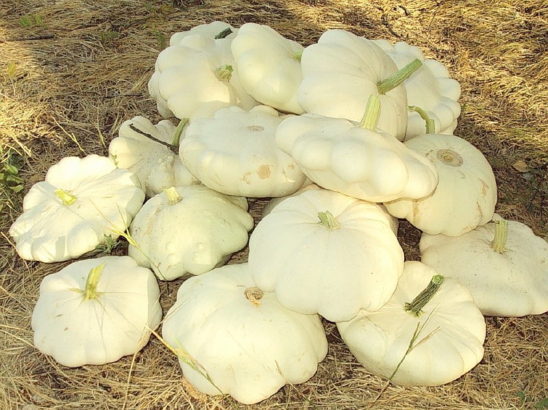 Varieties of squash for your garden: choose the most productive