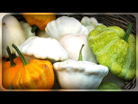 Varieties of squash for your garden: choose the most productive