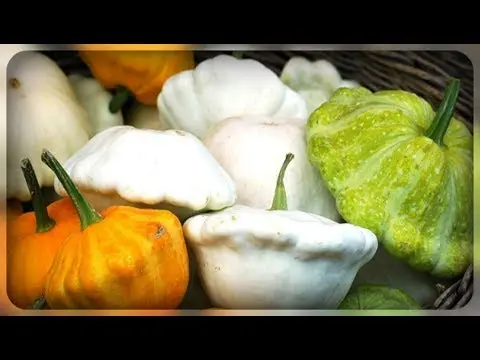 Varieties of squash for your garden: choose the most productive