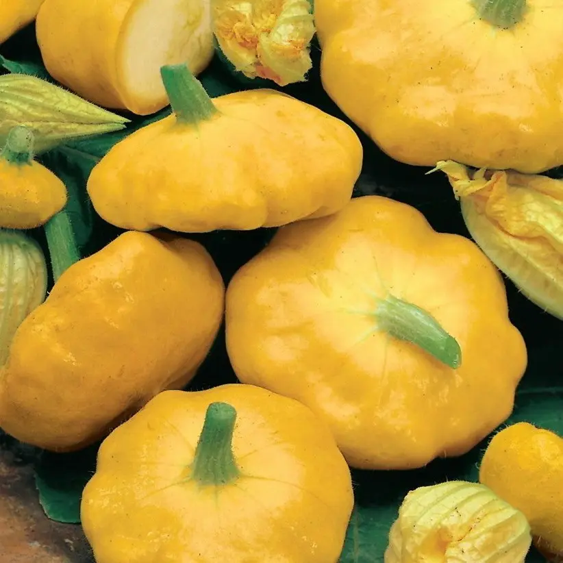 Varieties of squash for your garden: choose the most productive