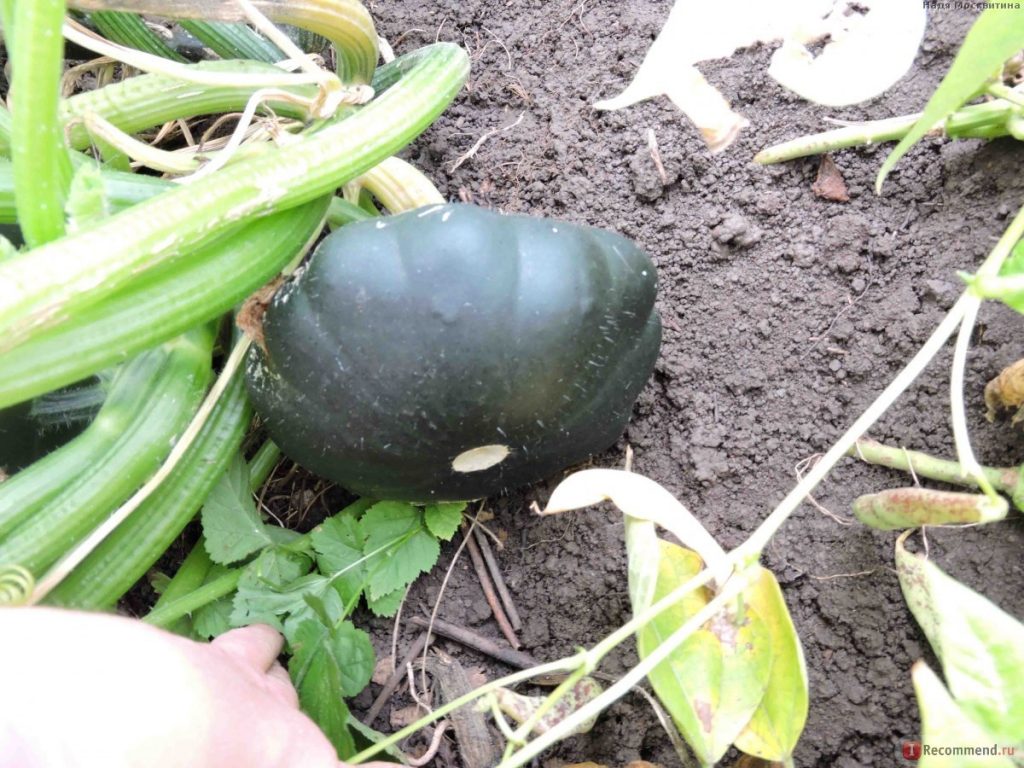 Varieties of squash for your garden: choose the most productive