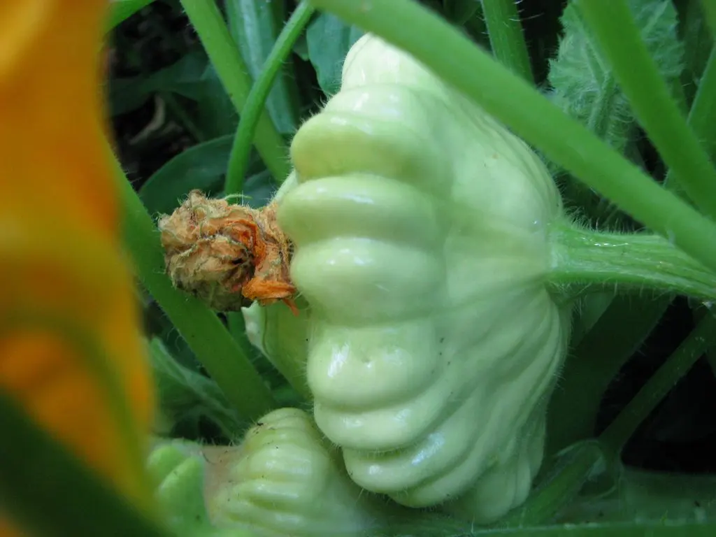 Varieties of squash for your garden: choose the most productive