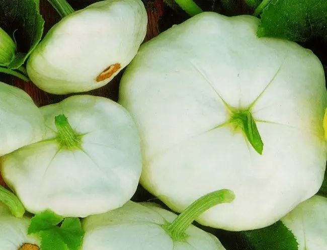 Varieties of squash for your garden: choose the most productive