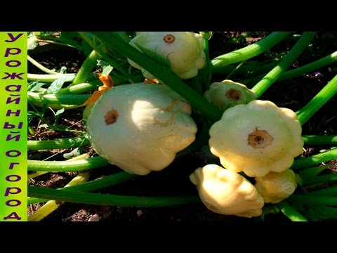 Varieties of squash for your garden: choose the most productive