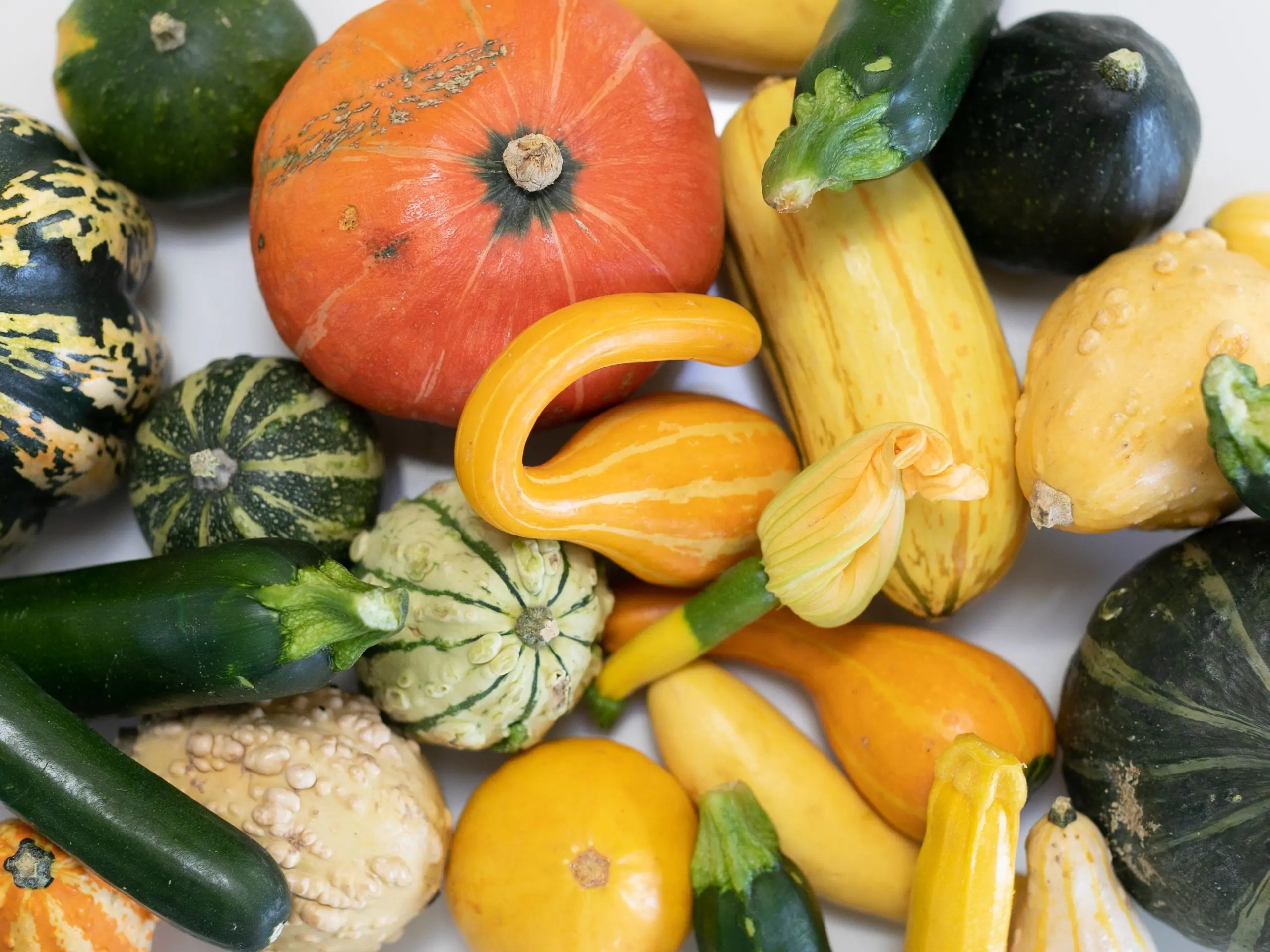 Varieties of squash for your garden: choose the most productive