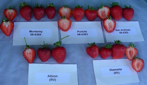 Varieties of strawberries for the middle lane: an overview with a photo