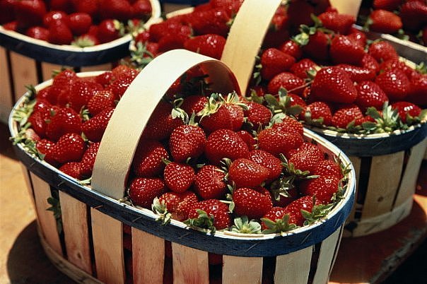 Varieties of strawberries for the middle lane: an overview with a photo