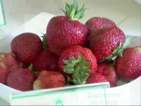 Varieties of strawberries for the middle lane: an overview with a photo