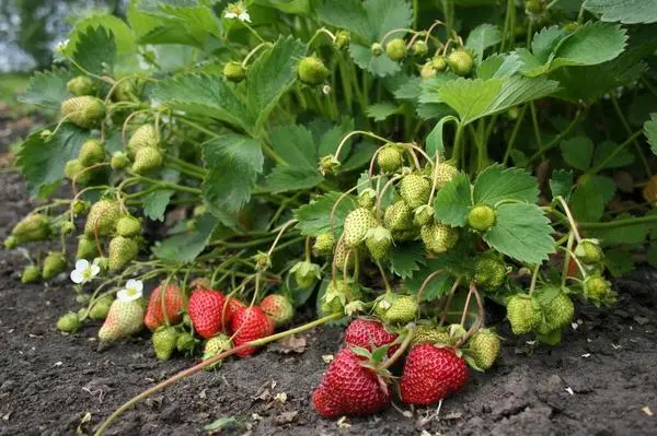 Varieties of strawberries for the middle lane: an overview with a photo