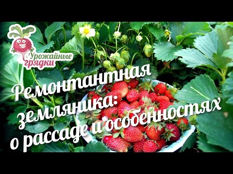 Varieties of strawberries for the middle lane: an overview with a photo