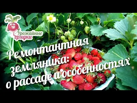 Varieties of strawberries for the middle lane: an overview with a photo