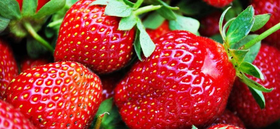 Varieties of strawberries for the middle lane: an overview with a photo