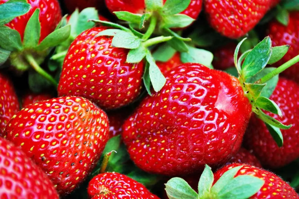 Varieties of strawberries for the middle lane: an overview with a photo