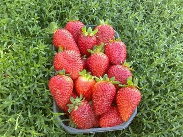 Varieties of sweet strawberries: reviews 