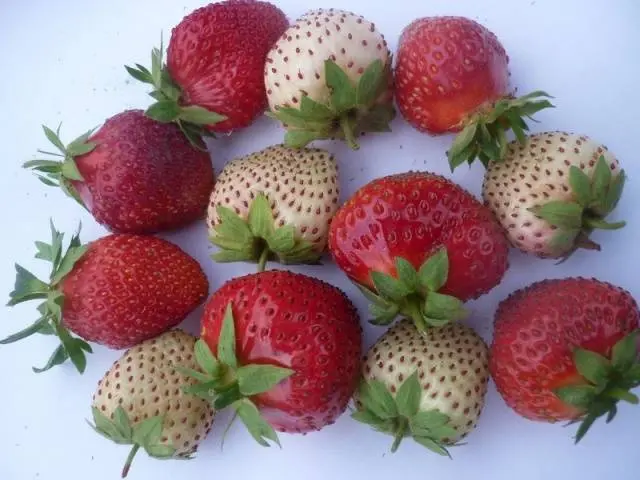 Varieties of sweet strawberries: reviews 