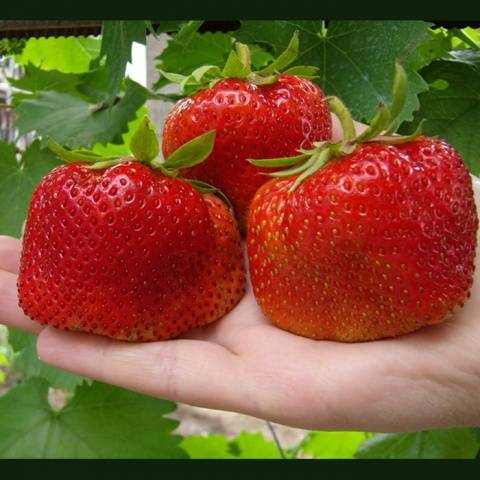 Varieties of sweet strawberries: reviews 