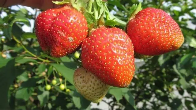 Varieties of sweet strawberries: reviews 