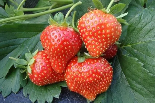 Varieties of sweet strawberries: reviews 