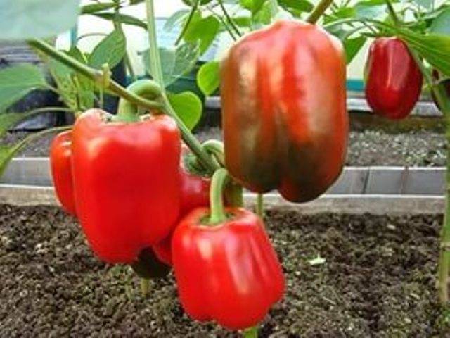 Varieties of sweet thick-walled pepper