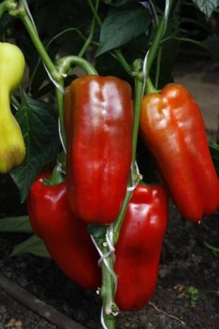 Varieties of sweet thick-walled pepper