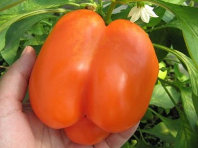 Varieties of sweet thick-walled pepper