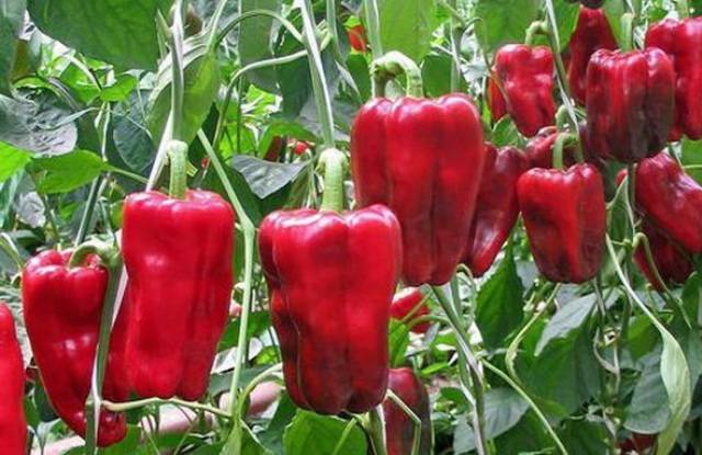 Varieties of sweet thick-walled pepper