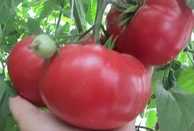 Varieties of tall tomatoes