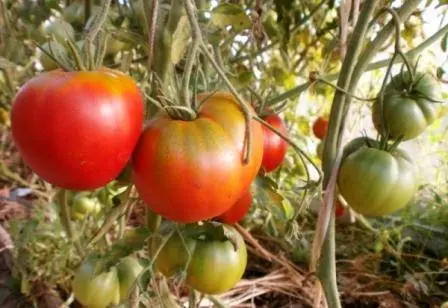 Varieties of tall tomatoes