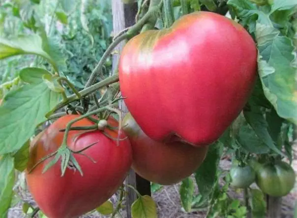 Varieties of tall tomatoes