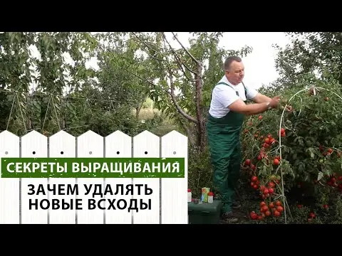 Varieties of tall tomatoes