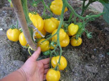 Varieties of tall tomatoes