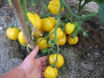 Varieties of tall tomatoes