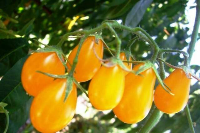 Varieties of tall tomatoes