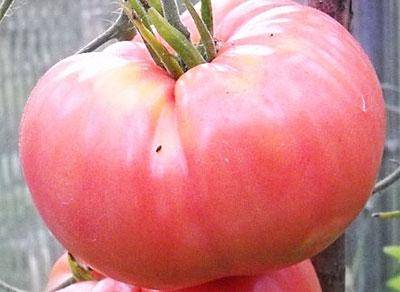 Varieties of tall tomatoes