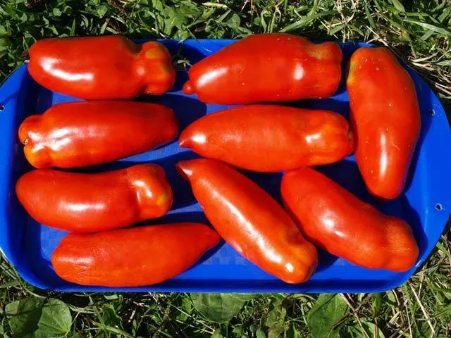 Varieties of tall tomatoes