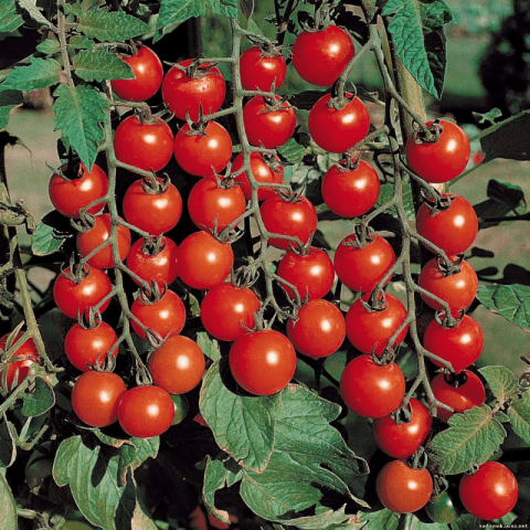 Varieties of tall tomatoes