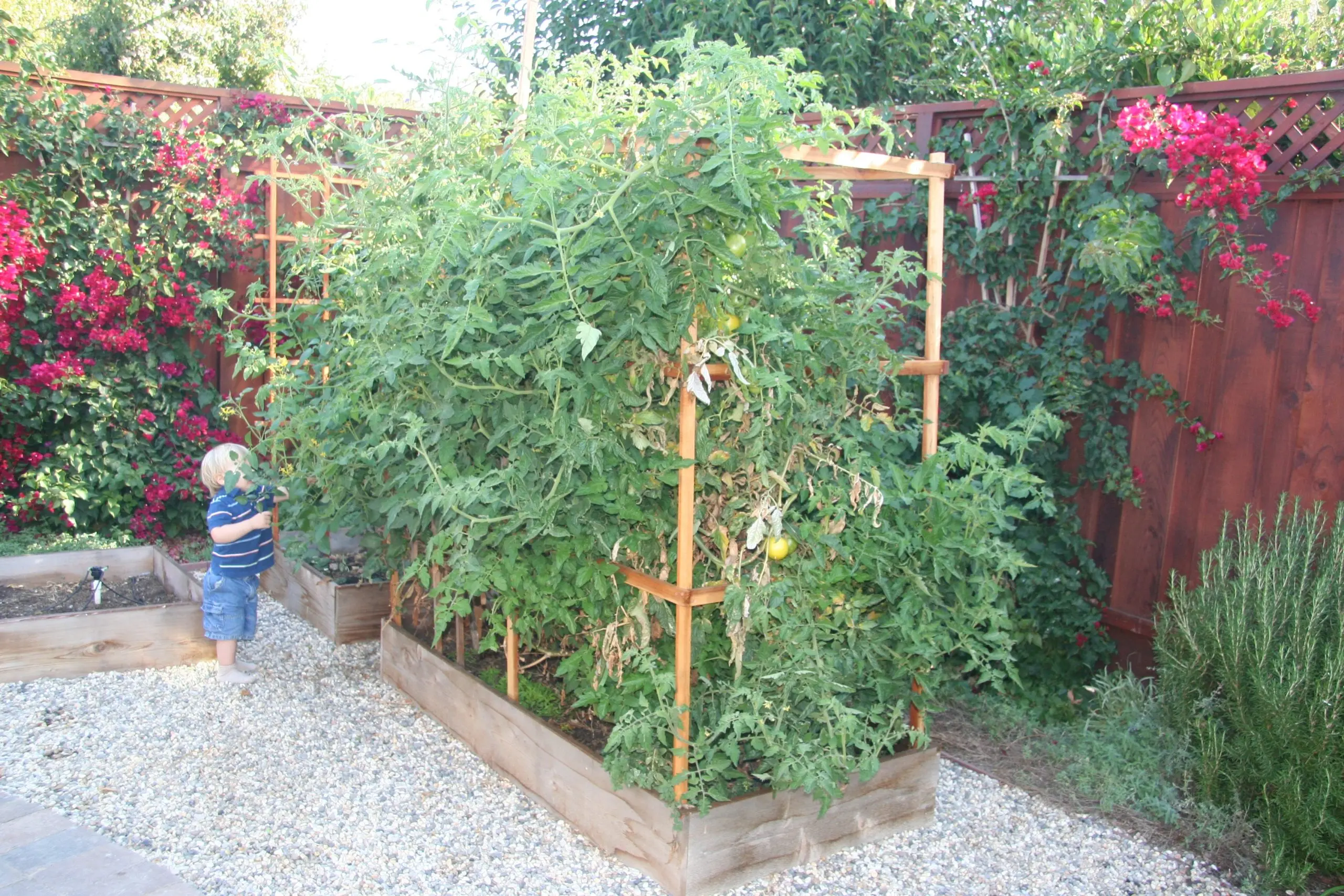 Varieties of tall tomatoes