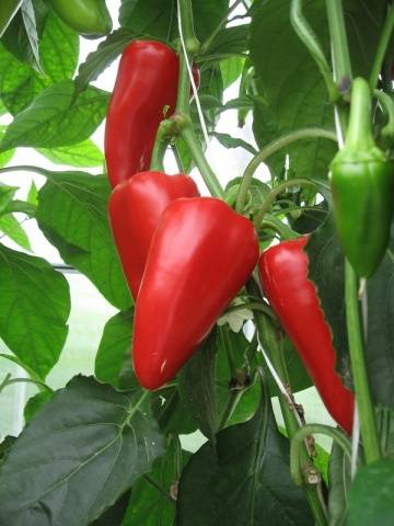 Varieties of the earliest peppers