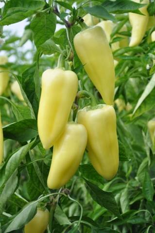 Varieties of the earliest peppers