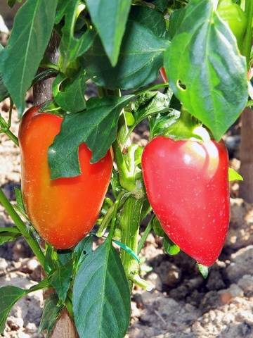 Varieties of the earliest peppers