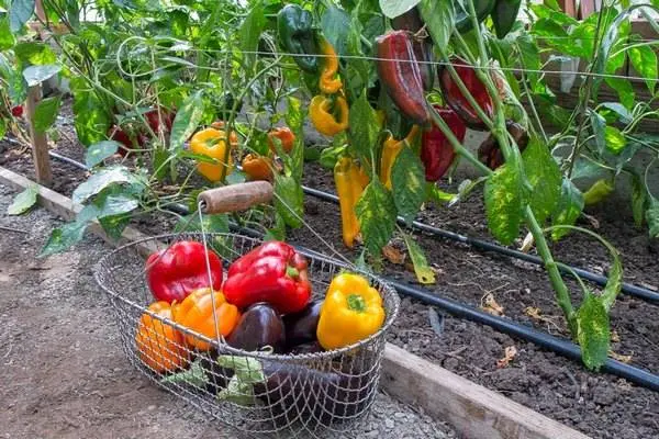 Varieties of the earliest peppers