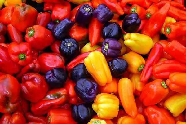 Varieties of the earliest peppers