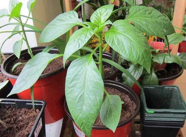 Varieties of the earliest peppers