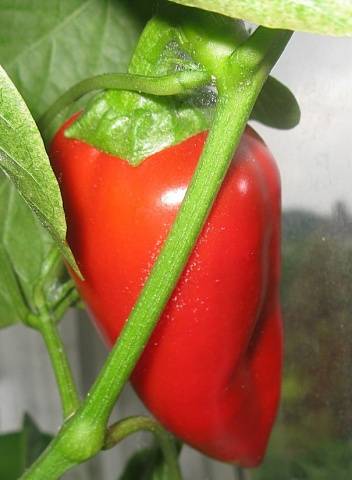 Varieties of the earliest peppers