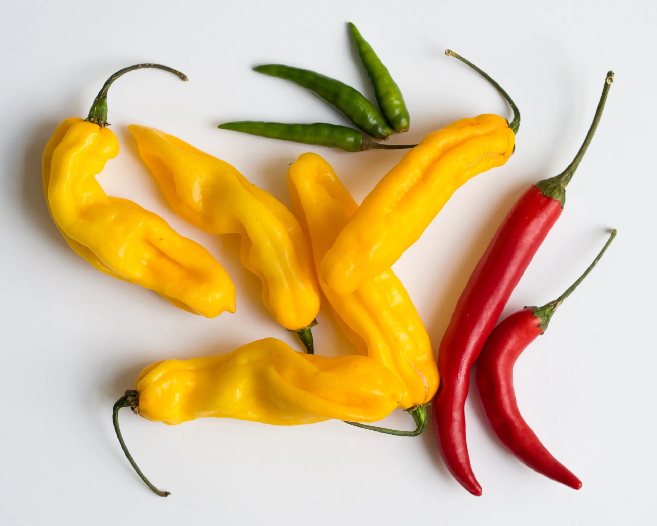 Varieties of the earliest peppers