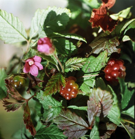 Varieties of the princess with a description and photo